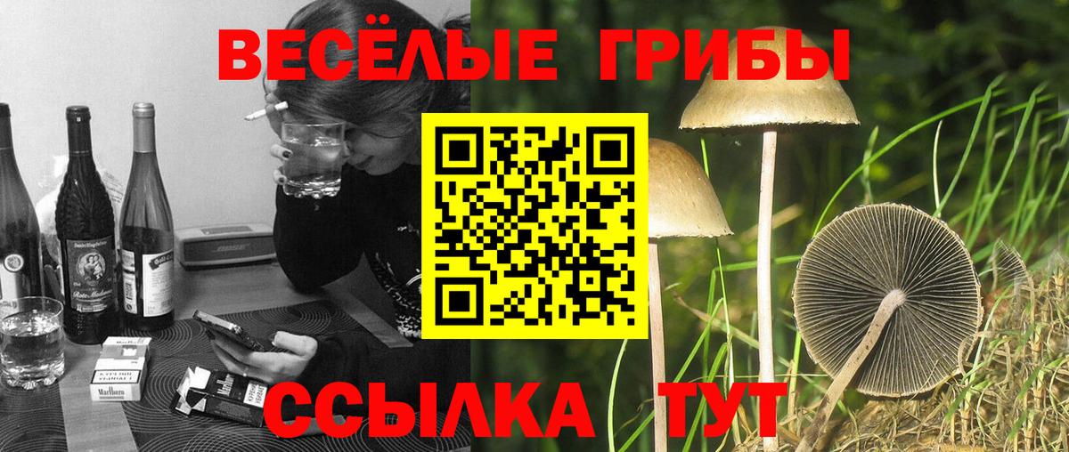 Псилоцибиновые грибы мухоморы  сколько стоит  Камень-на-Оби  Вход с VPN 